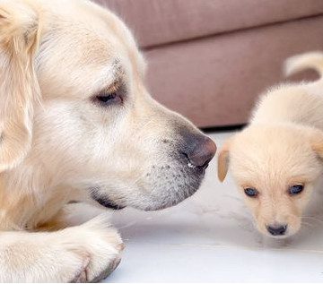 Nuevo integrante en la familia: perro