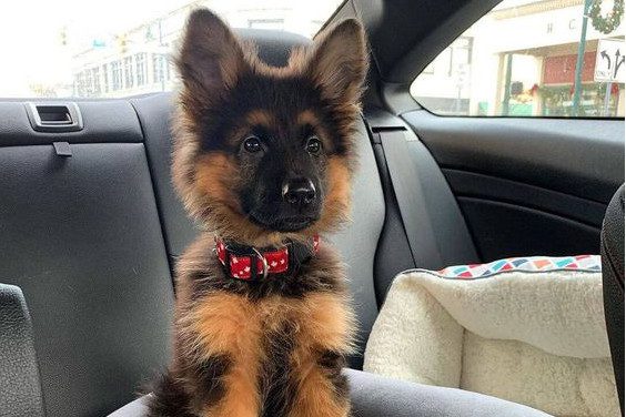 Primeros pasos de tu cachorro