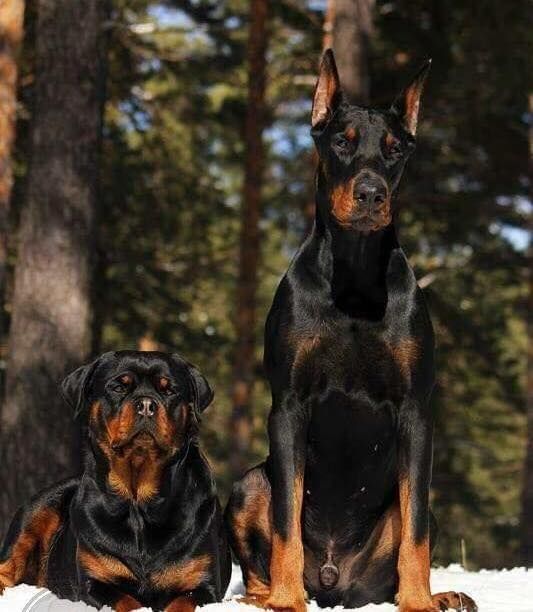 PPP (perros potencialmente peligrosos)
