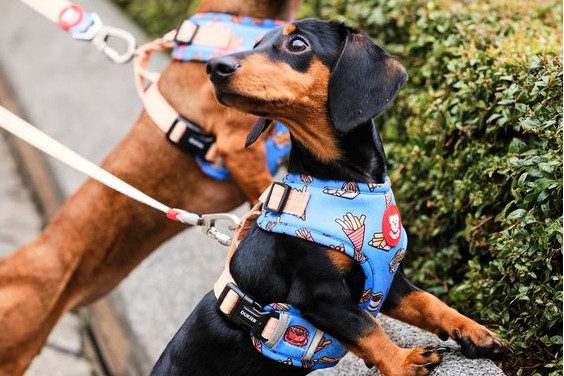 Cómo tener un paseo perfecto con tu perro