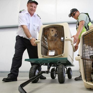 Prepara a tu perro para viajar en avión
