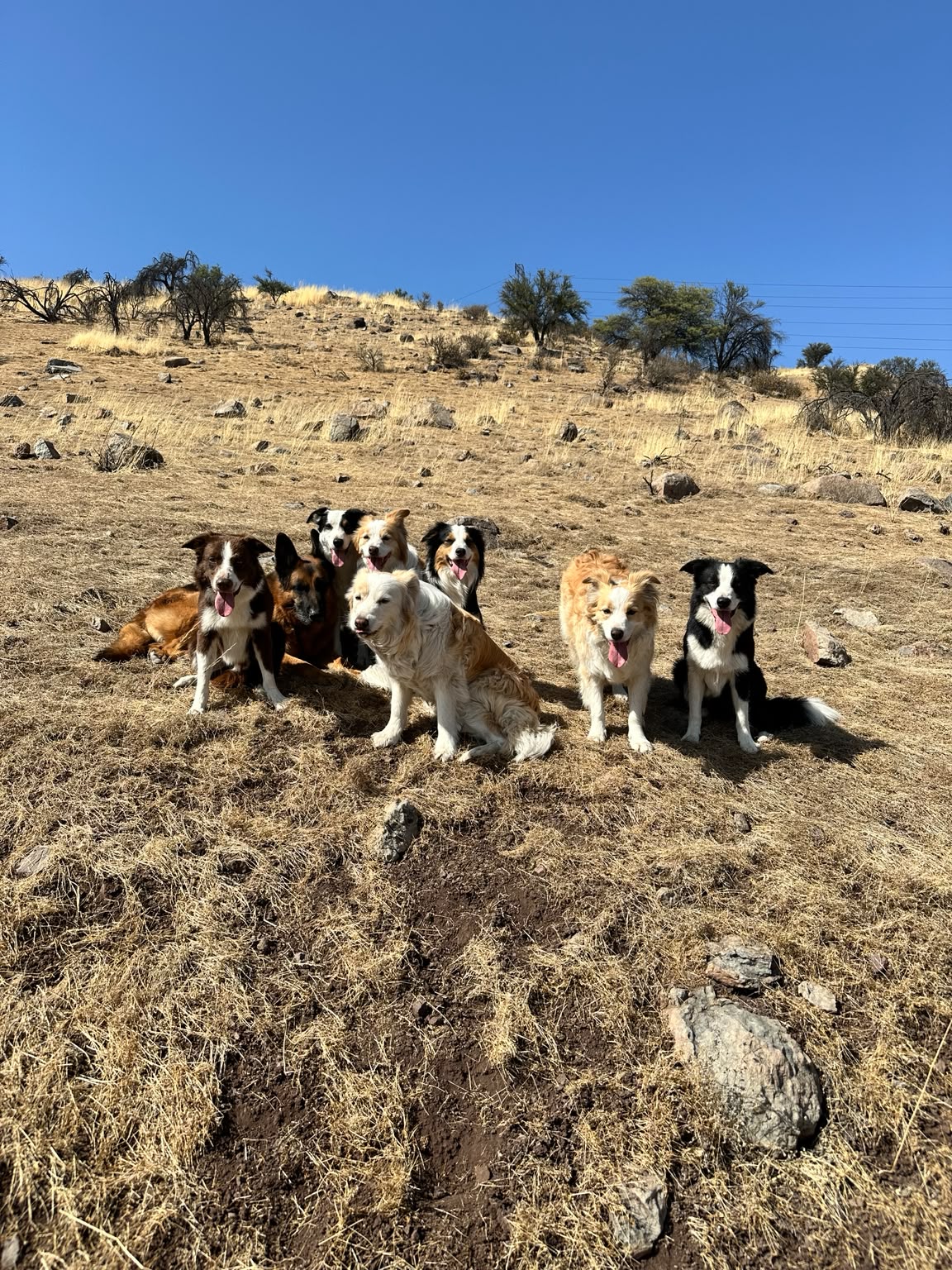Perros de Dynami Dog Training en el cerro